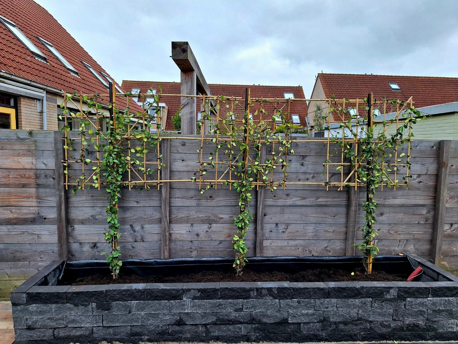 Toscaanse Jasmijn ❗️Leiboom❗ (Trachelospermum jasminoides)🌿, Ophalen, Volle zon, Overige soorten, 100 tot 250 cm