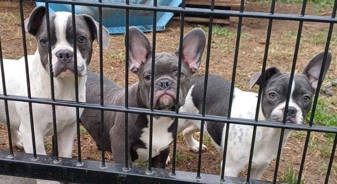 Franse bulldog pups bont blauw wit crème isabel, Dieren en Toebehoren, Particulier, 15 weken tot 1 jaar, Buitenland, Bulldog