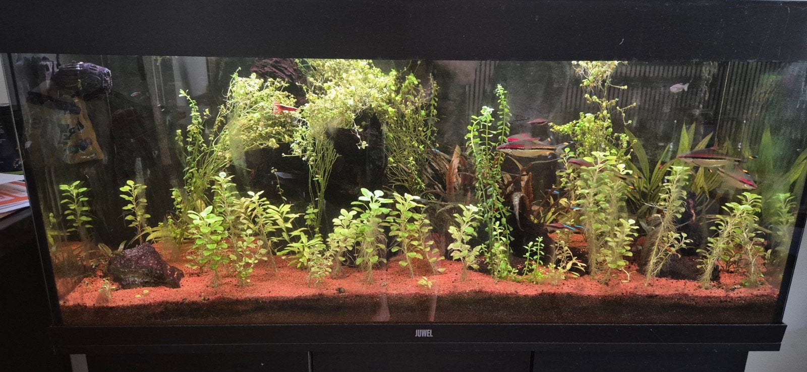 aquarium incl vissen en toebehoren, Ophalen, Gebruikt, Gevuld zoetwateraquarium, Juwel