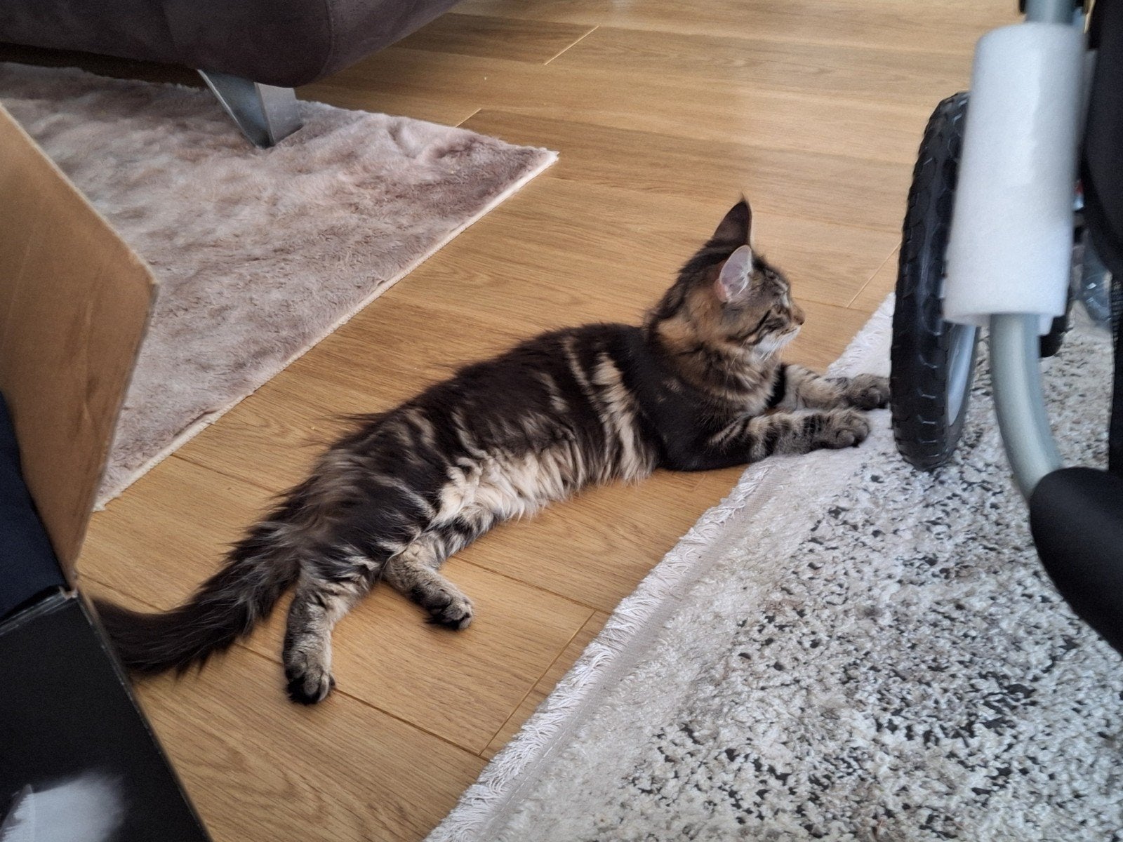 100% maine coon poesje beschikbaar, Poes, Langharig, 0 tot 2 jaar
