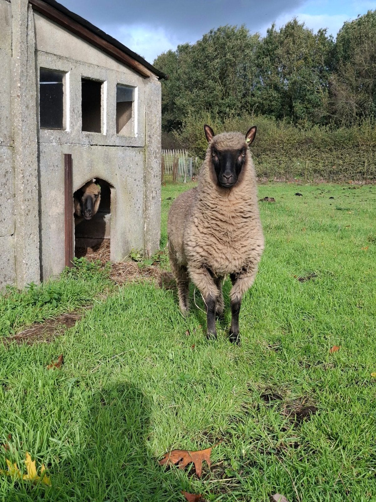 Clunforest ramlam, Dieren en Toebehoren, Mannelijk, Schaap, 0 tot 2 jaar