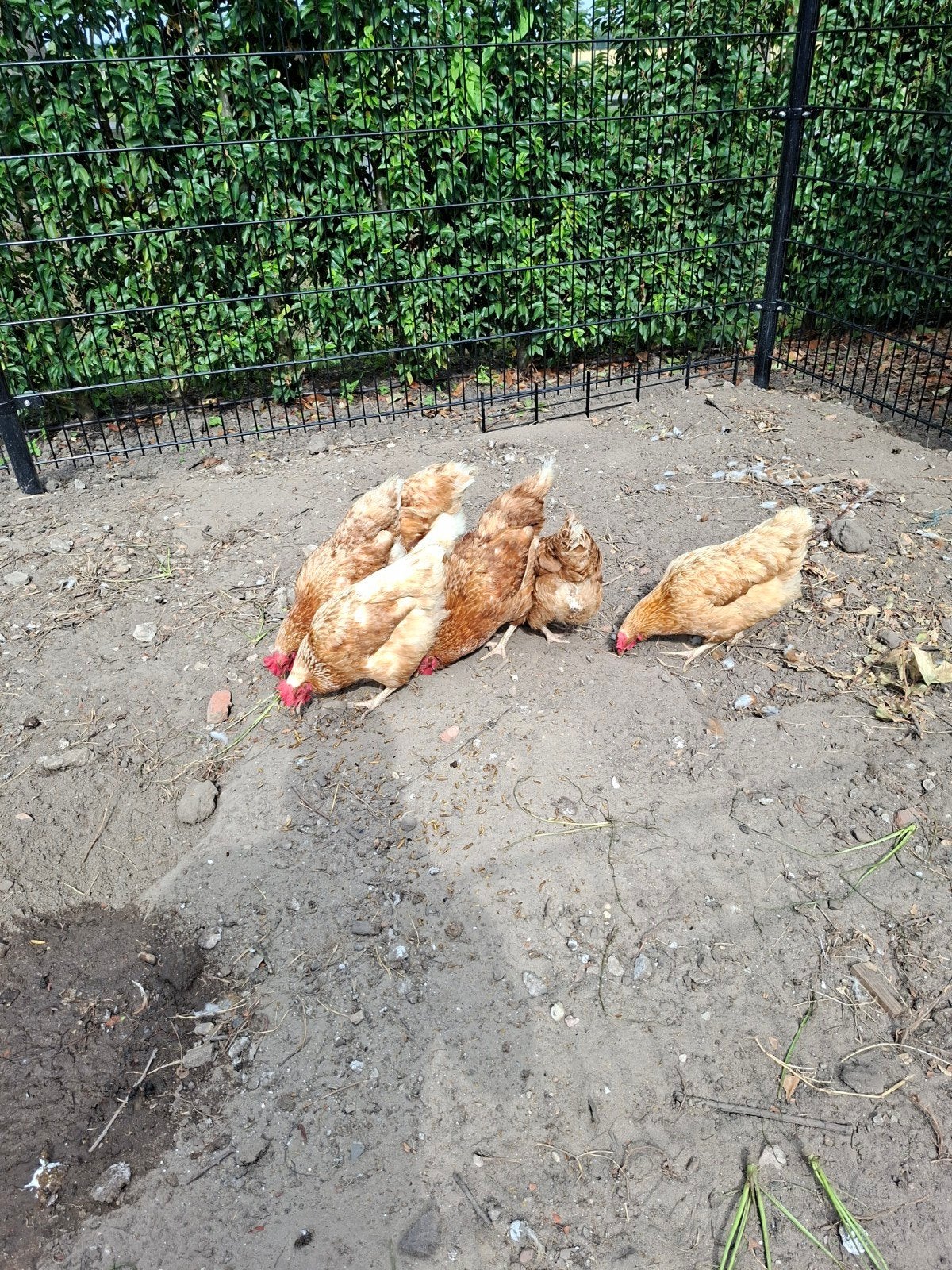 Bruine leg kippen TEAB, Vrouwelijk, Kip