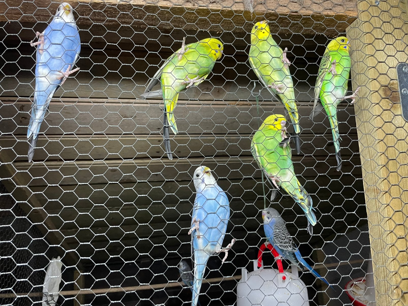 Grasparkiet, Dieren en Toebehoren, Vogels | Parkieten en Papegaaien, Meerdere dieren, Parkiet