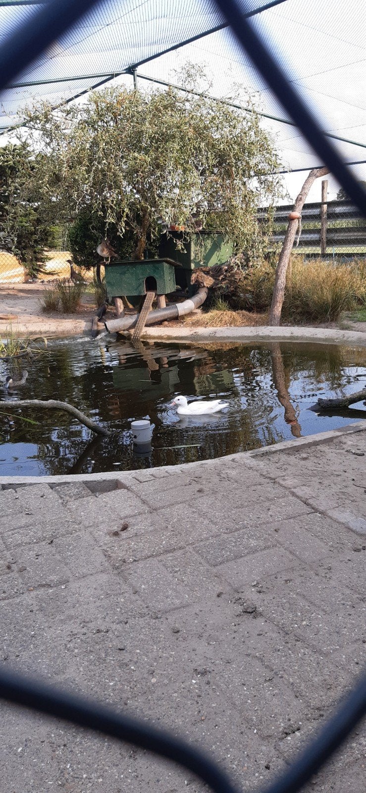 witte mandarijneend, Dieren en Toebehoren, Vrouwelijk, Eend
