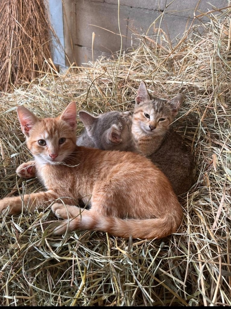 Boerderij kittens, Meerdere dieren, Kortharig, 0 tot 2 jaar