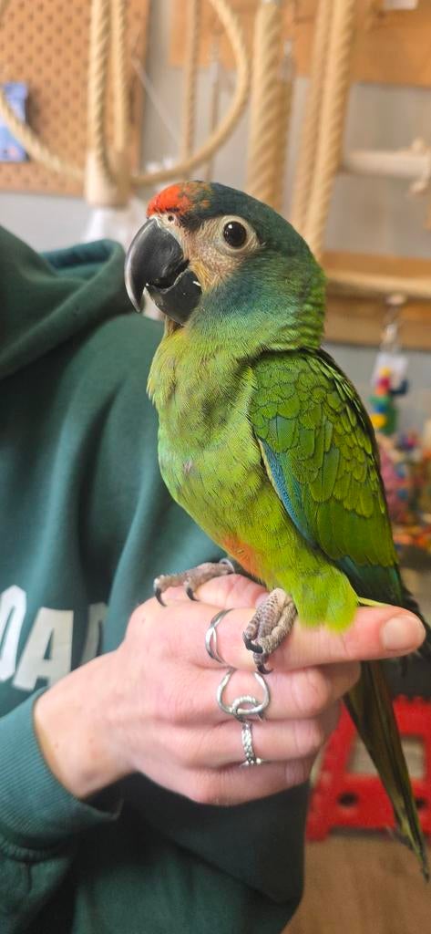 Ara maracana jongen, Dieren en Toebehoren, Vogels | Parkieten en Papegaaien, Geslacht onbekend, Papegaai, Tam