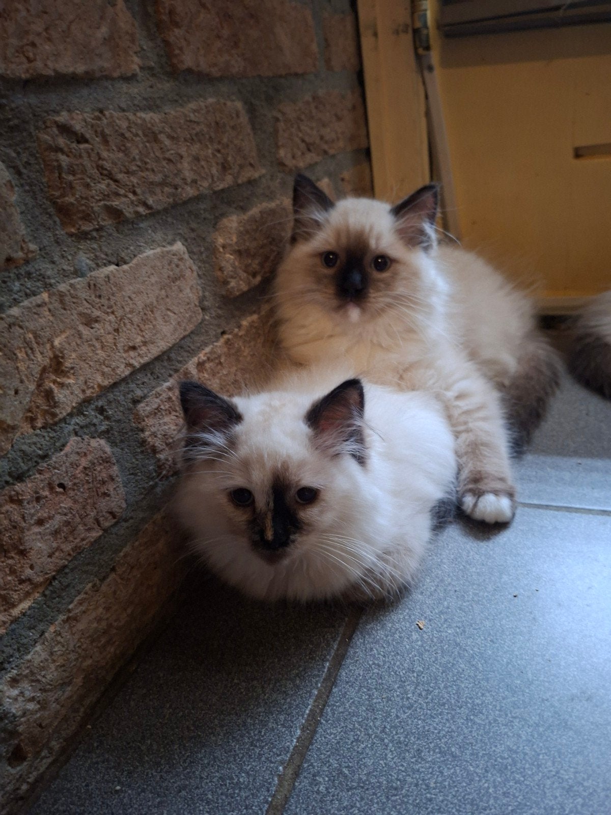Raszuivere gezonde Ragdoll kittens voor 5 * huisje 🏡 550, Meerdere dieren, Ontwormd, 0 tot 2 jaar