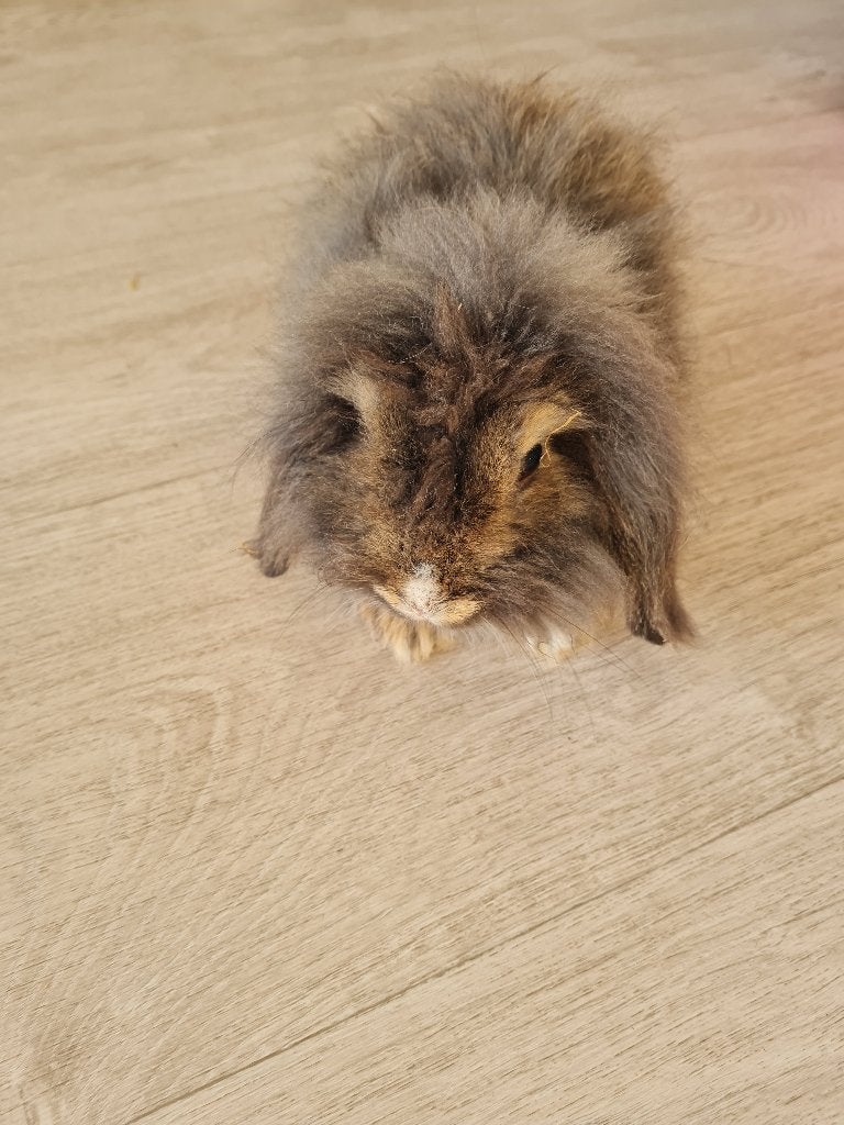 Teddy Widder konijn mannetje, Mannelijk, Middelgroot, 0 tot 2 jaar