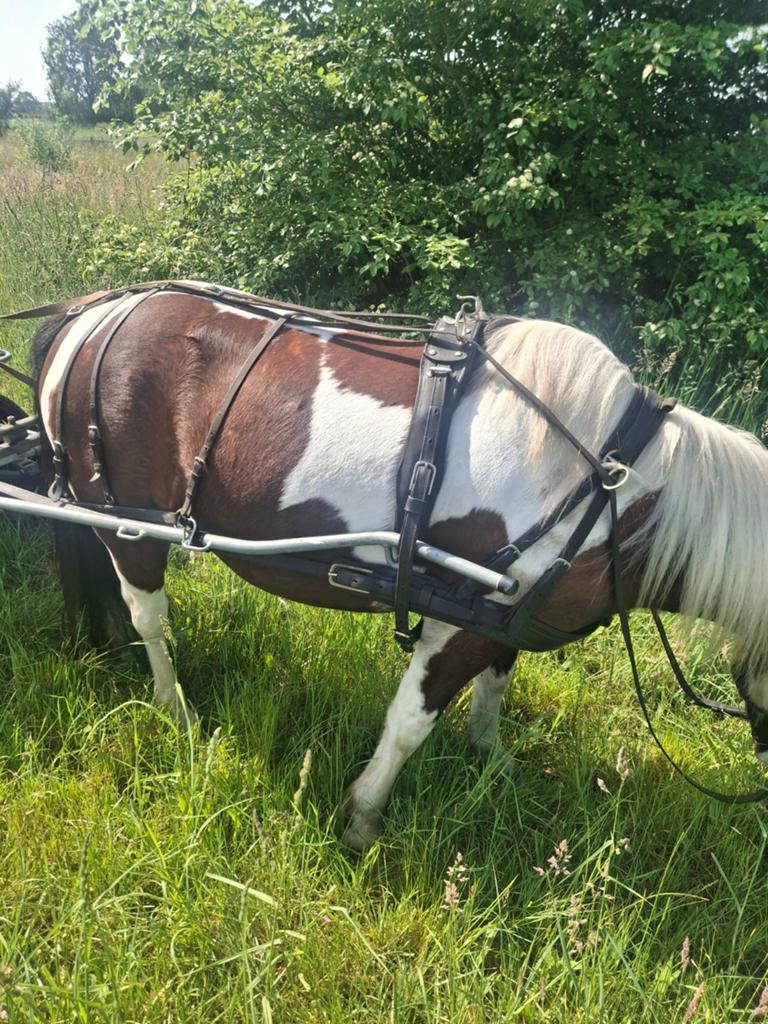 Mentuig, Dieren en Toebehoren, Ophalen, Overige soorten