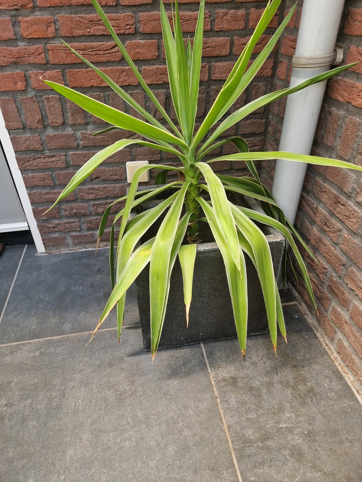 Grijze lichtgewicht plantenbak, Ophalen, Kunststof, Gebruikt, Minder dan 60 cm