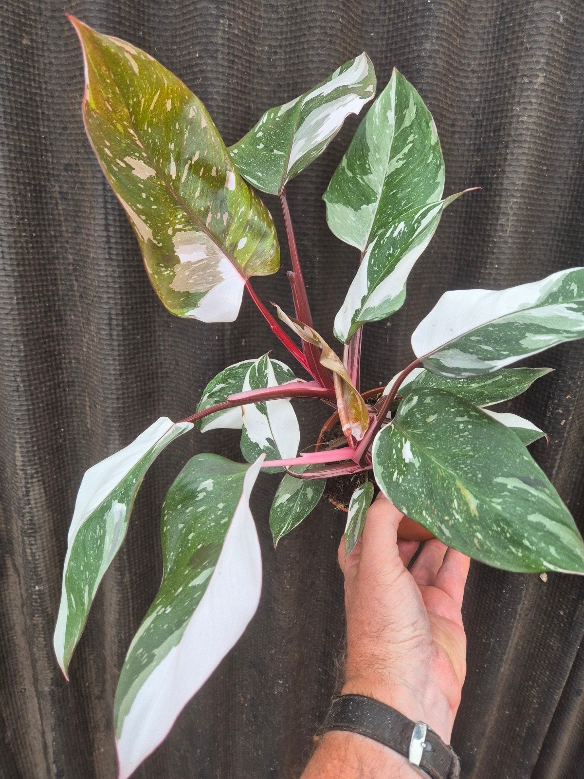 Philodendron Pink Princess Marble p12 (4), Huis en Inrichting, Kamerplanten, Ophalen of Verzenden, Halfschaduw, Minder dan 100 cm