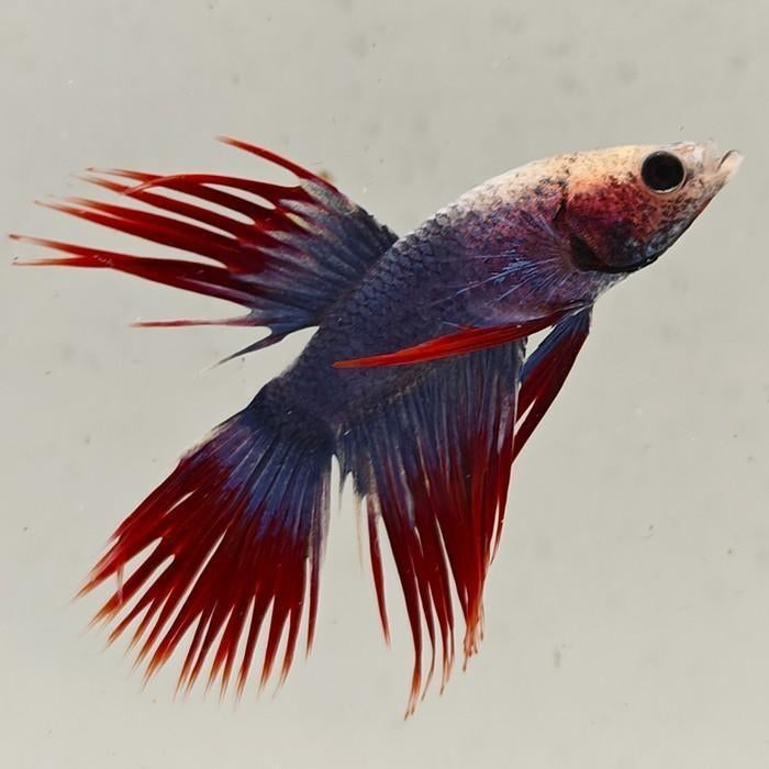 Betta splendens man crowntail 65, Dieren en Toebehoren, Vis