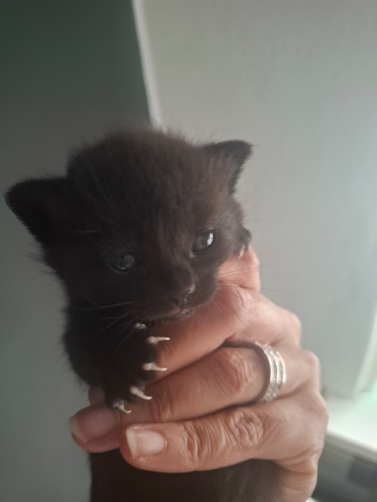 4 Kittens nog beschikbaar,nu 3 weken oud