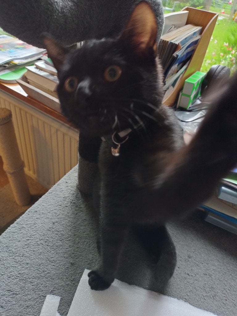 25%ragdoll dame, 4 maand,  zoekt huis met veel aandacht, Meerdere dieren, Kortharig, 0 tot 2 jaar