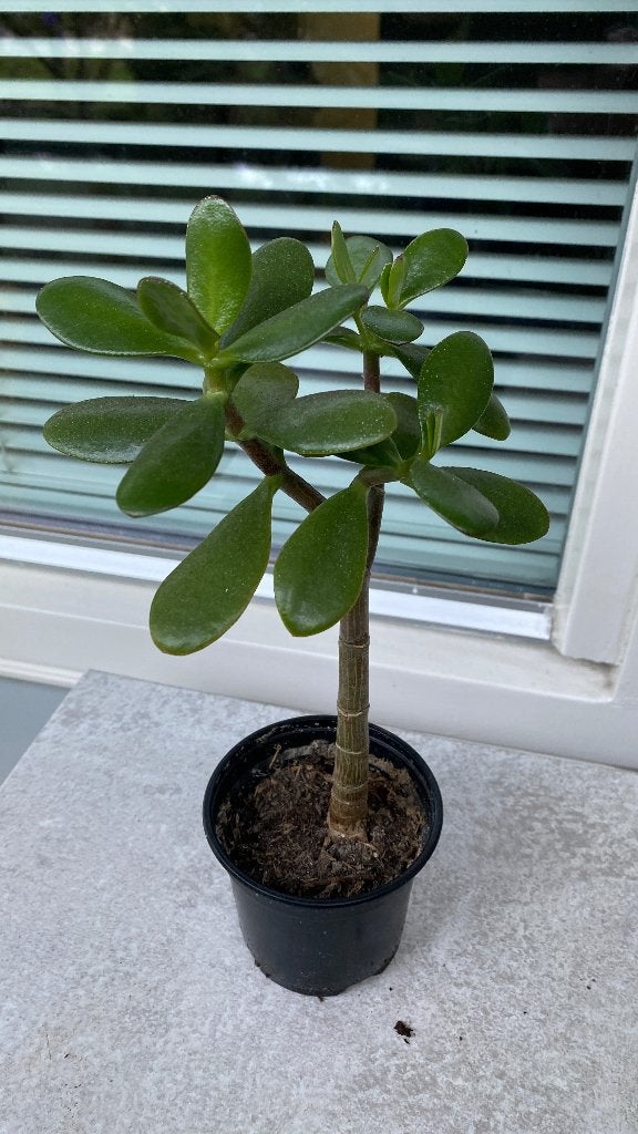 Mooie Crassula Ovata (Jadeplant) in pot, Huis en Inrichting, Vetplant, In pot, Minder dan 100 cm, Groene kamerplant