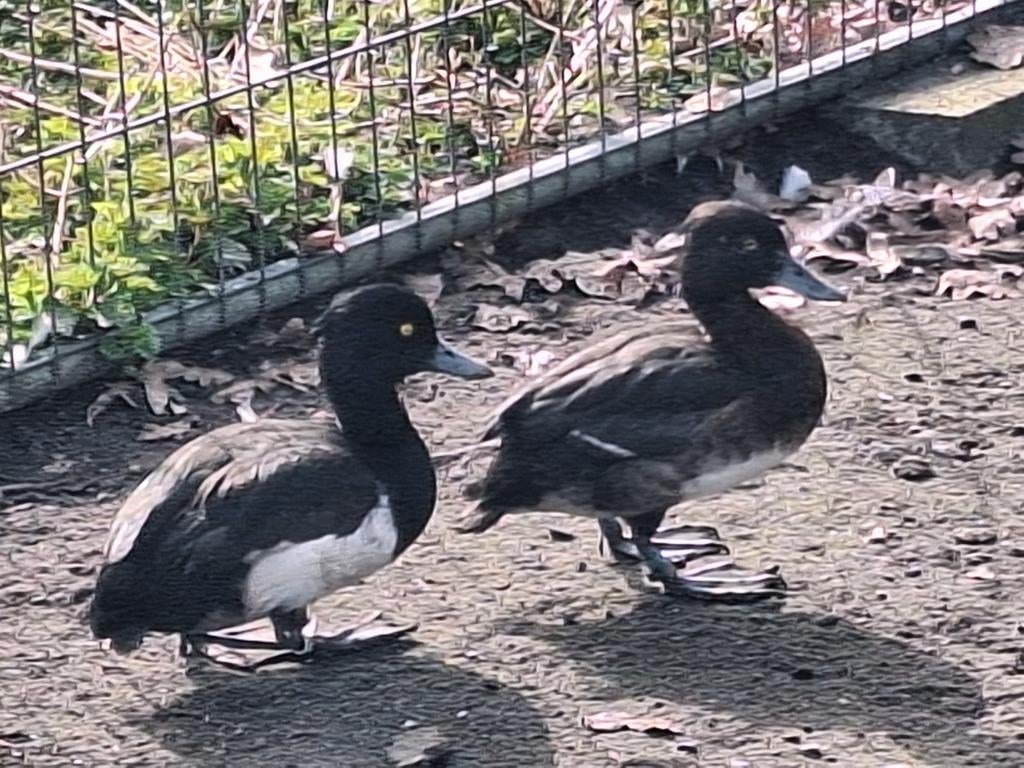 Span kuifeenden., Meerdere dieren, Eend