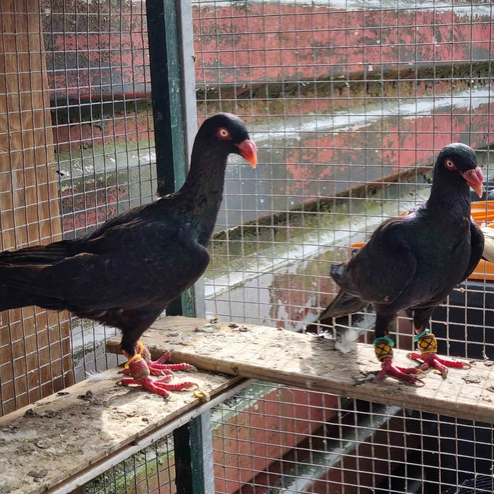 Duiven 2 mannen te koop, Mannelijk, Overige soorten
