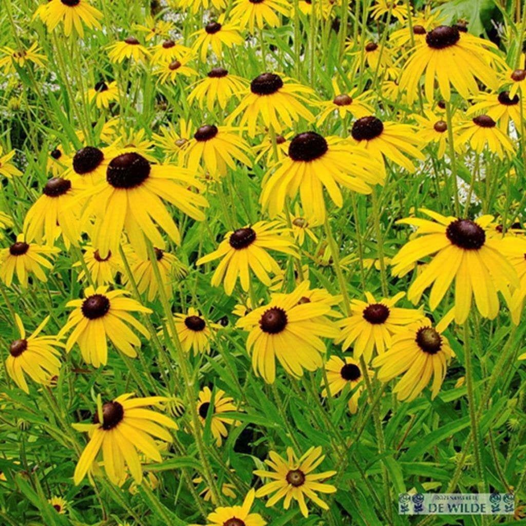 Rudbeckia fulgida 'Goldsturm' plantjes, Volle zon, Vaste plant, Zomer, Ophalen