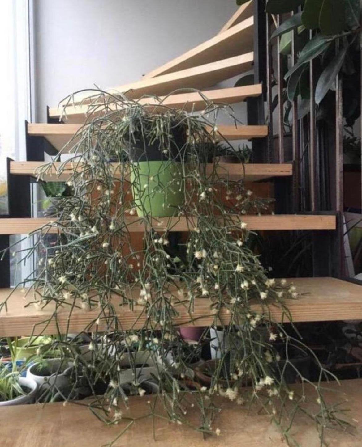 Biologische oude Koraalcactus, Ophalen, Overige soorten, In pot, Minder dan 100 cm