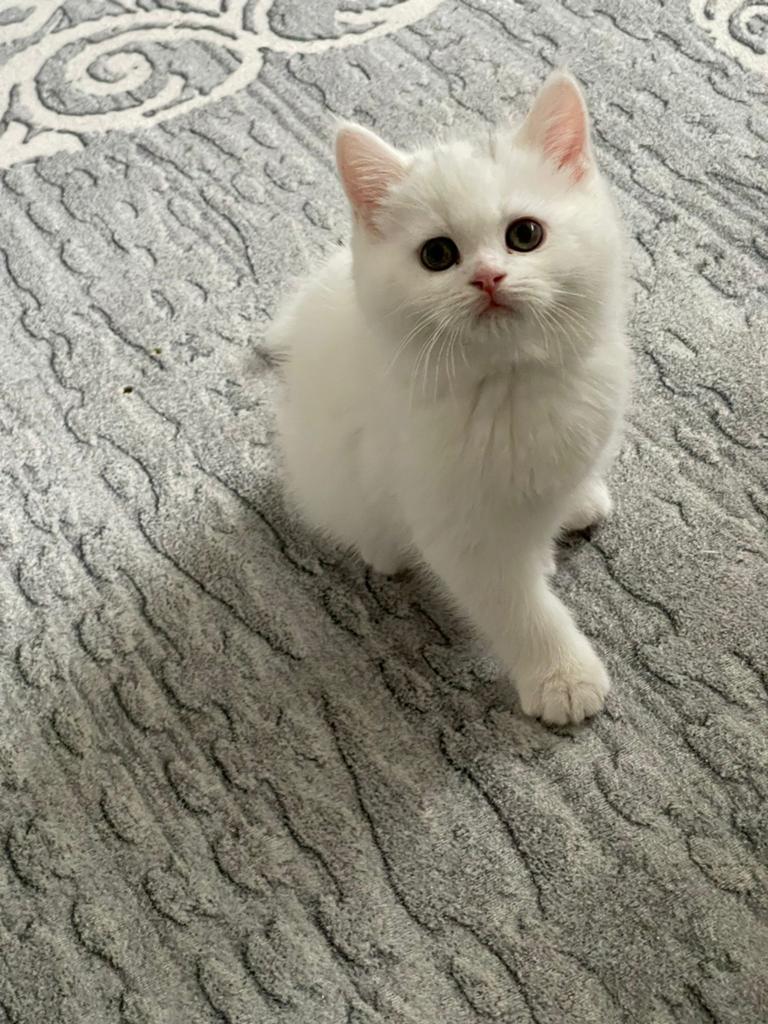 Britse korthaar kitten mogen gelijk mee., Dieren en Toebehoren, Katten en Kittens | Raskatten | Langhaar, Kater