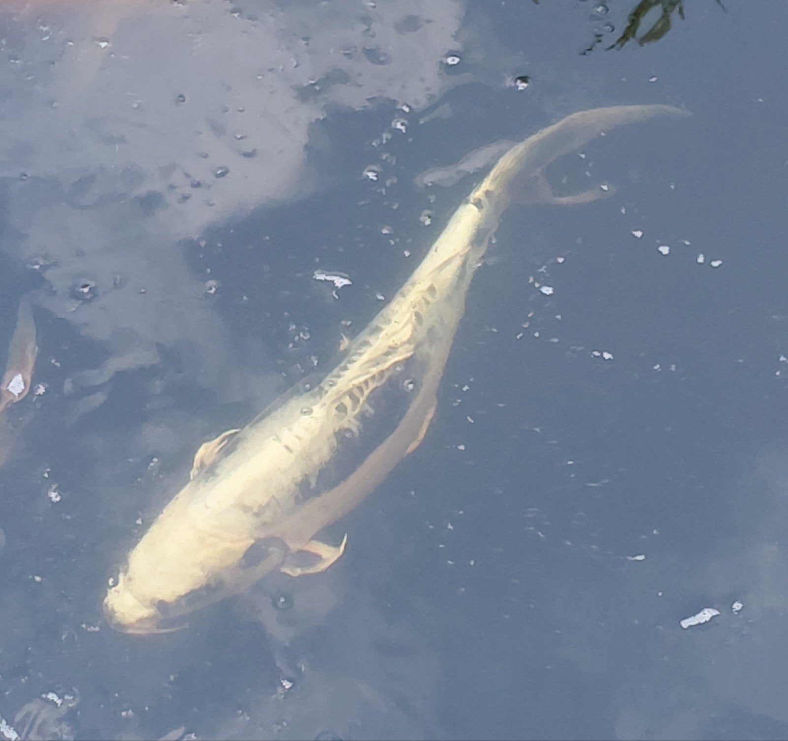 Europese koi's, Dieren en Toebehoren, Vissen | Vijvervissen, Karper of Koi