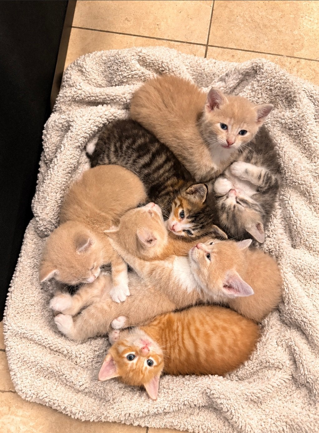 Lieve kittens te koop, Meerdere dieren, Ontwormd