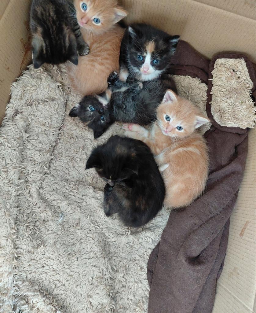 Lieve kittens kruising Main Coon, Dieren en Toebehoren, Katten en Kittens | Overige Katten, Meerdere dieren