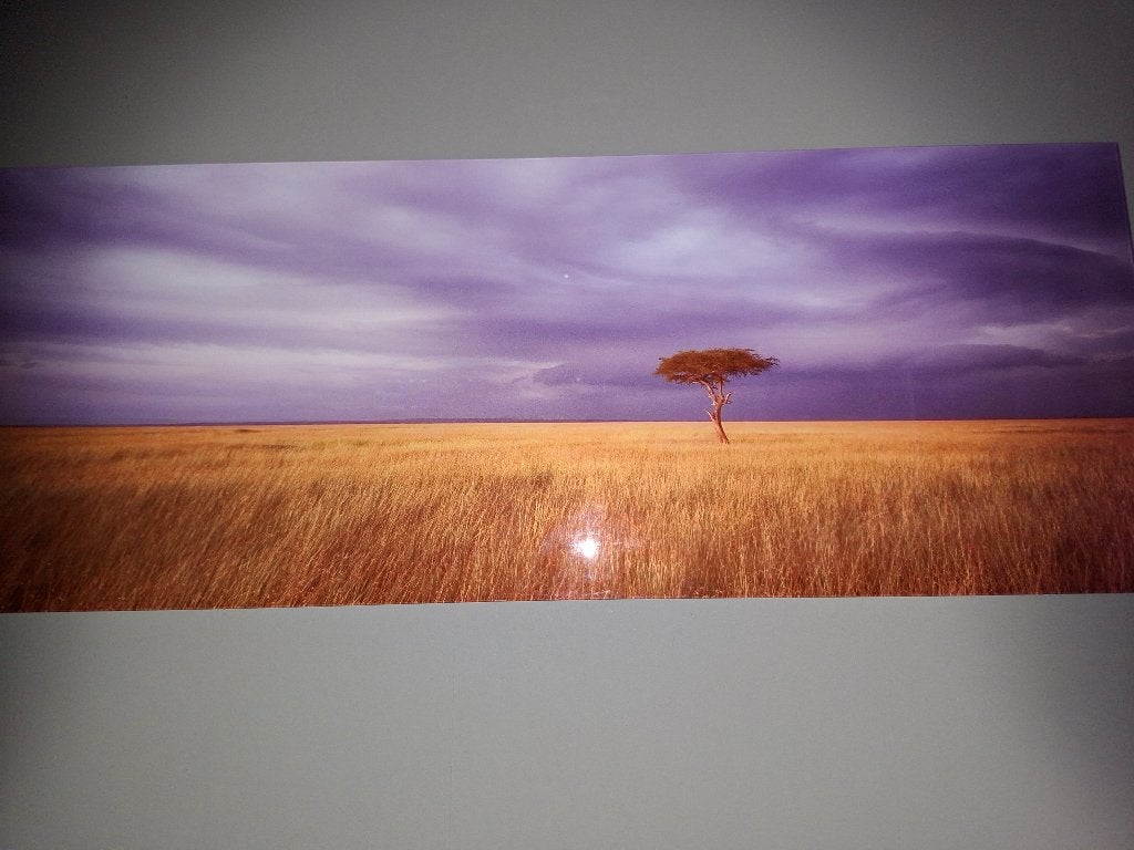 Schilderij Afrikaanse Savanne met Acacia boom, 50 – 75, 125 cm of meer, Ophalen of Verzenden, Zo goed als nieuw