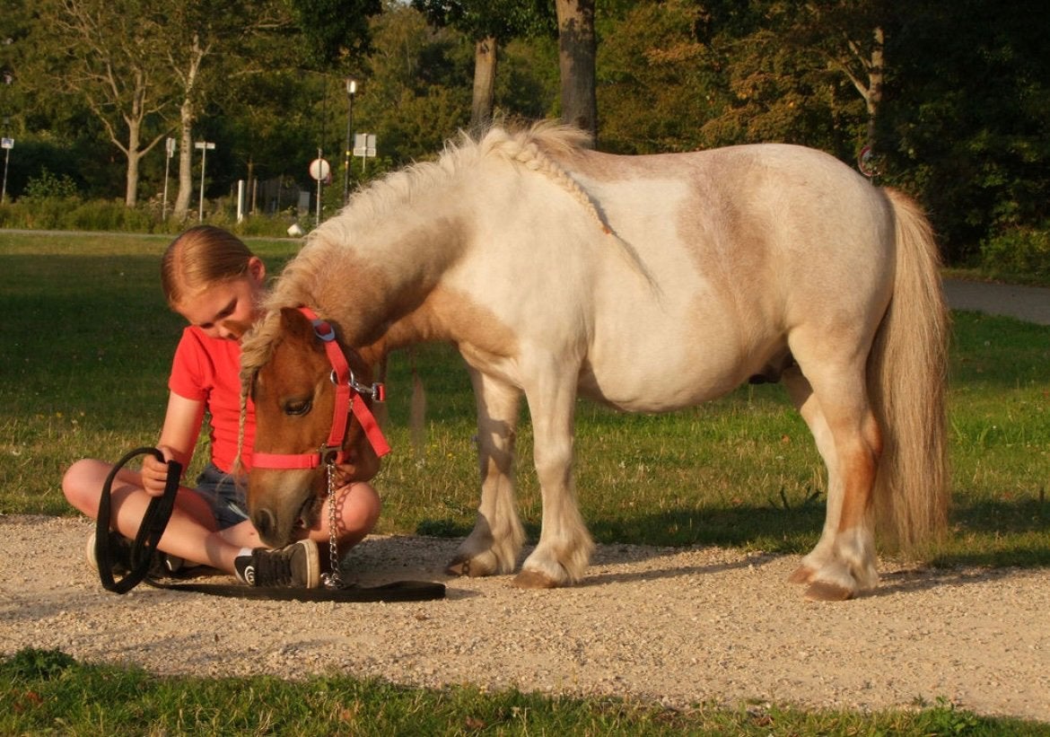 Horsemanship/vrijheids dressuur les gezocht, Ophalen of Verzenden, Dressuur