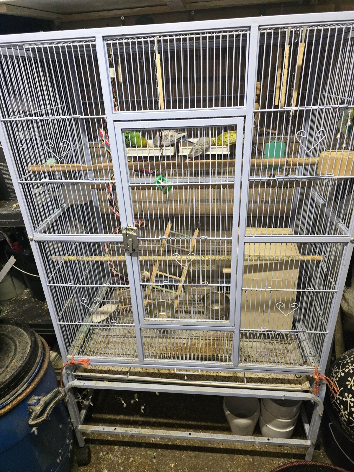 koppel grasparkieten met kooi en voer, Meerdere dieren, Parkiet