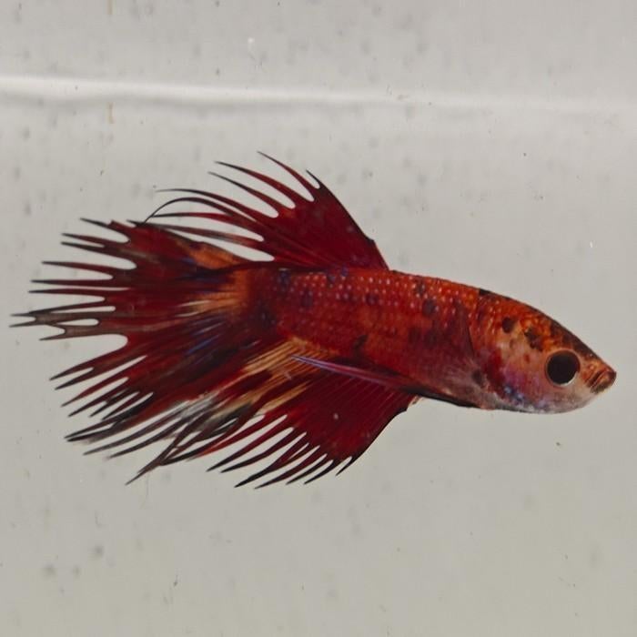 Betta splendens man 12, Dieren en Toebehoren, Vissen | Aquariumvissen, Vis