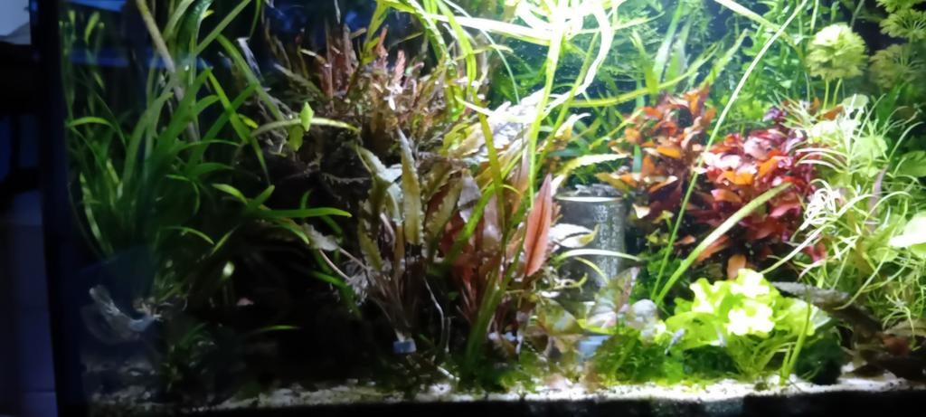 Verschillende  aquarium planten €1.00 per bos alleen ophale, Dieren en Toebehoren, Vissen | Aquaria en Toebehoren, Ophalen, Plant(en), Steen of Hout
