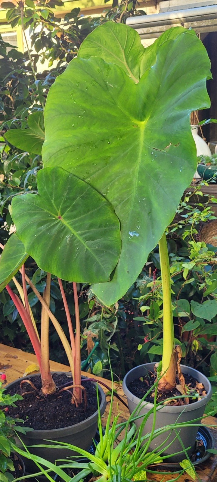 Olifantsoor (Colocasia esculenta), Ophalen, Overige soorten, Halfschaduw
