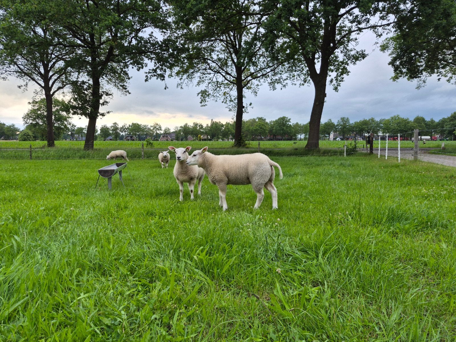 Swifter texelaar ooilammeren schapen lammeren lammetjes, Vrouwelijk, Schaap, 0 tot 2 jaar