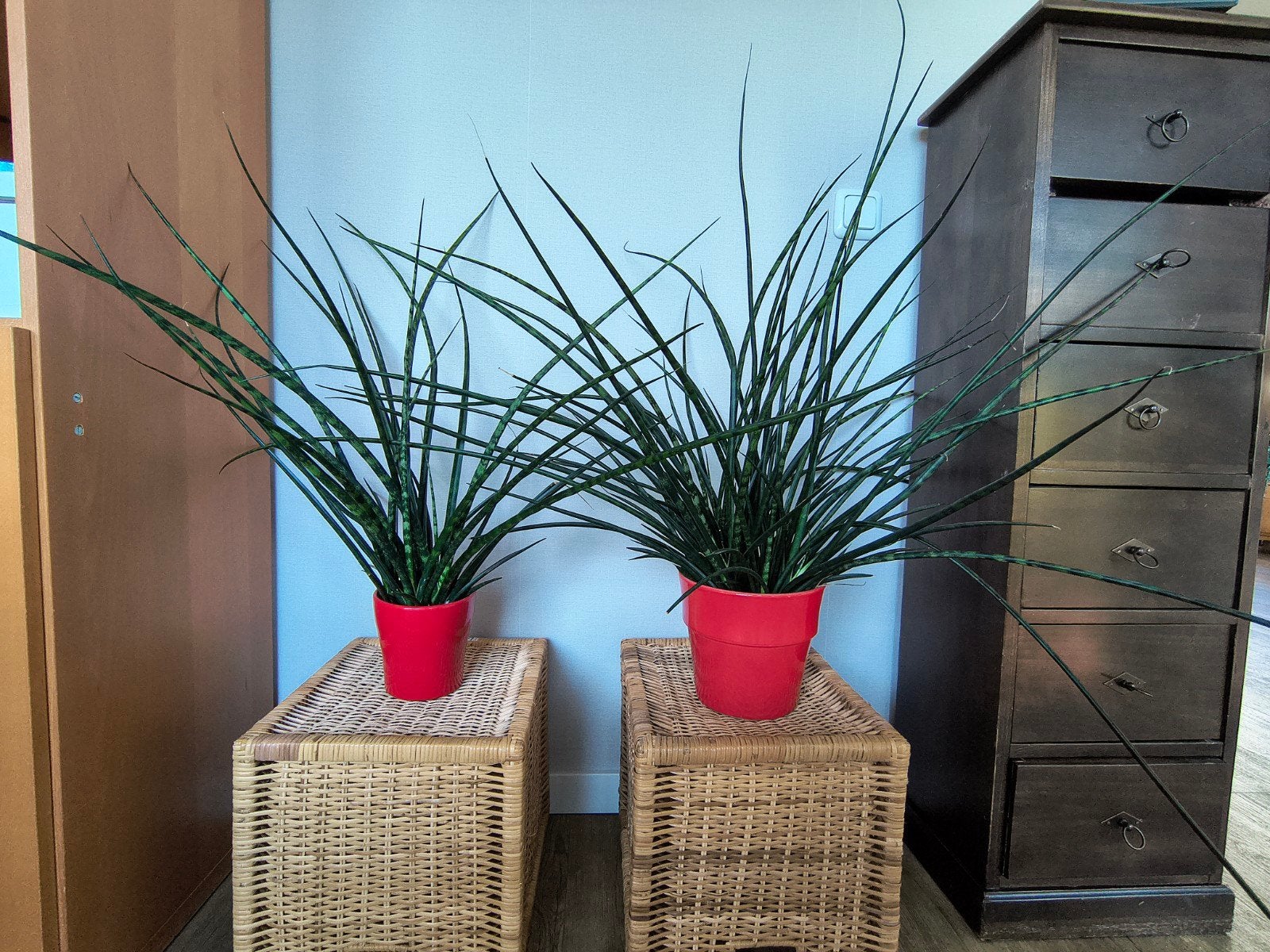 Sanseveria planten (zonder rode potten), Ophalen, Overige soorten, Halfschaduw, Minder dan 100 cm