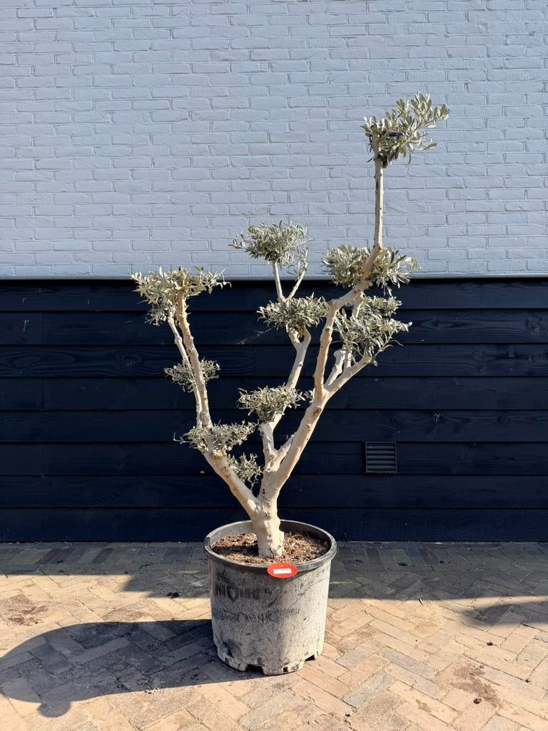 Olea Europaea pon pon olijfboom, Tuin en Terras, Planten | Bomen, Bloeit niet, 100 tot 250 cm, Olijfboom, Ophalen