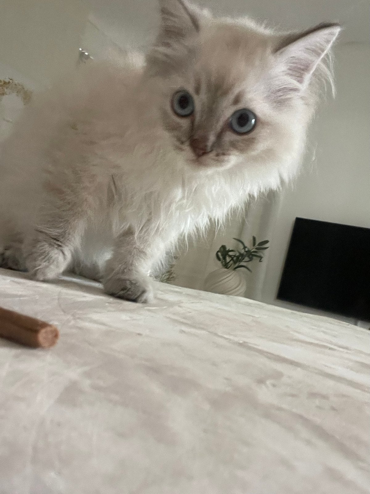 Raszuivere Ragdol blue mitted lynx, Dieren en Toebehoren, Meerdere dieren