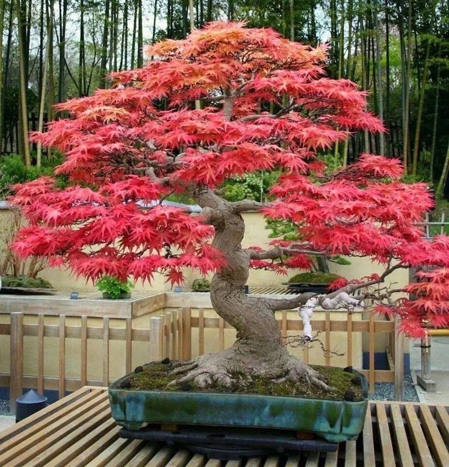 Rode Esdoorn Bonsai Zaadjes + Instructies, winterhard, Verzenden, Gehele jaar, Halfschaduw