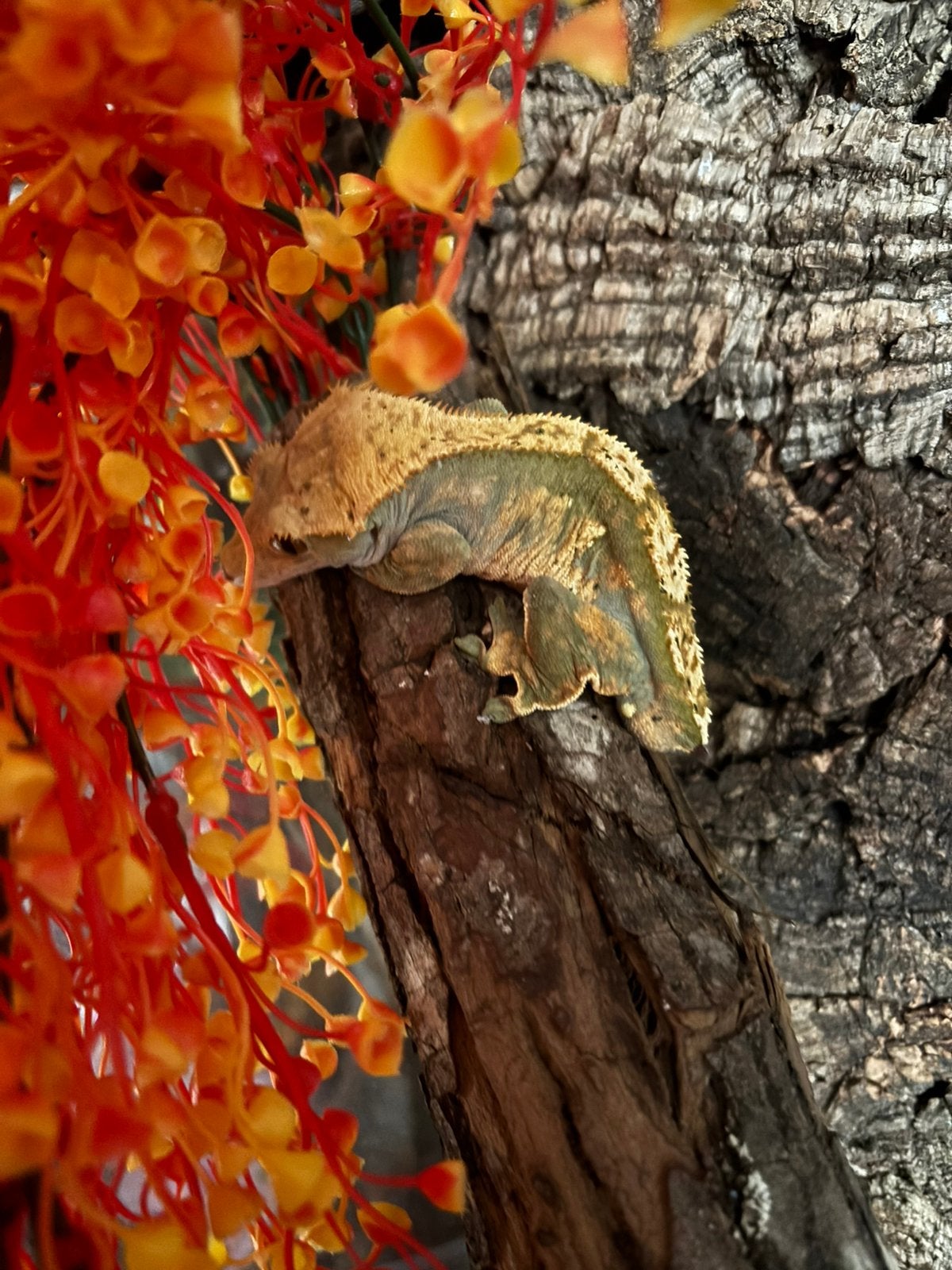 Wimpergekko man + terrarium, Dieren en Toebehoren, Hagedis, Met terrarium, 0 tot 2 jaar