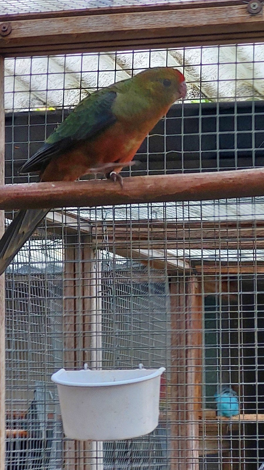 1 Jonge Stanley Rosella, Dieren en Toebehoren, Vogels | Parkieten en Papegaaien, Meerdere dieren, Parkiet