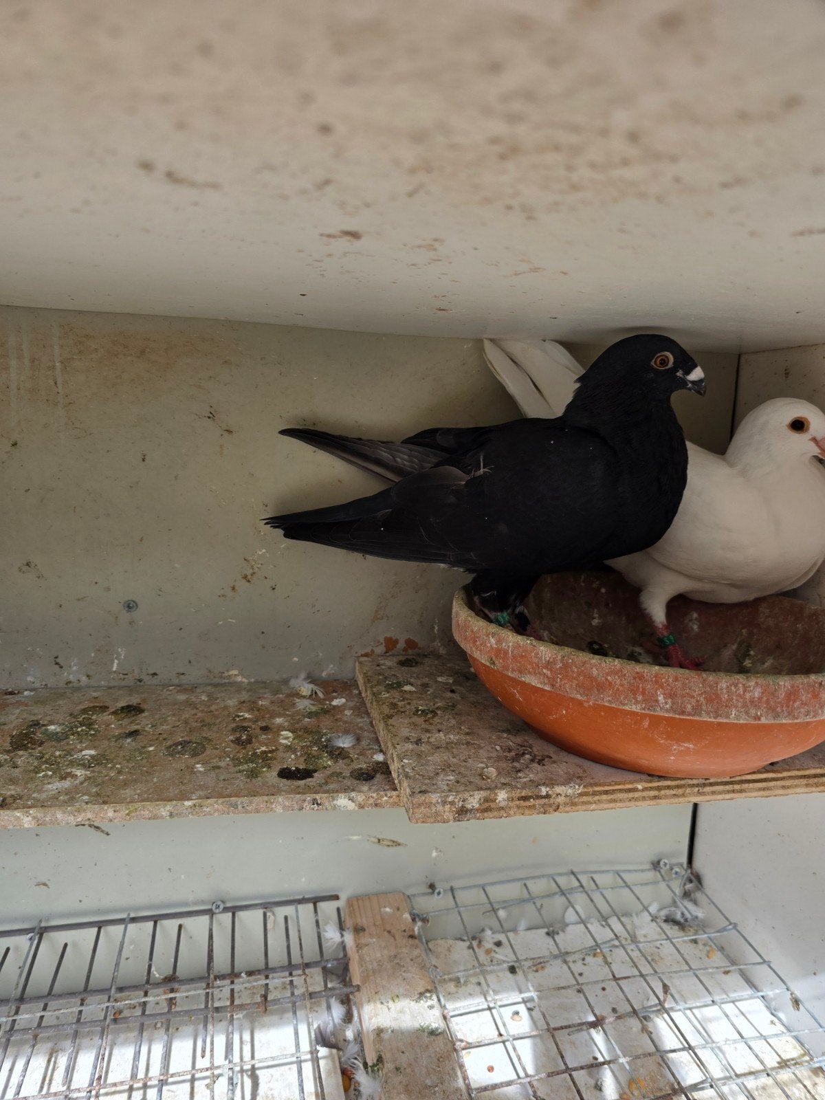kroppers, Dieren en Toebehoren, Mannelijk, Kropper
