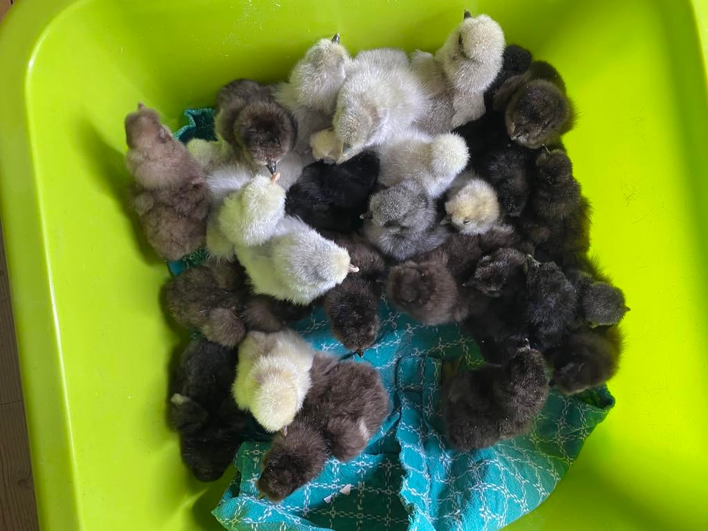 Zijdehoen kuikens groot en kriel EU, Dieren en Toebehoren, Pluimvee, Geslacht onbekend, Kip