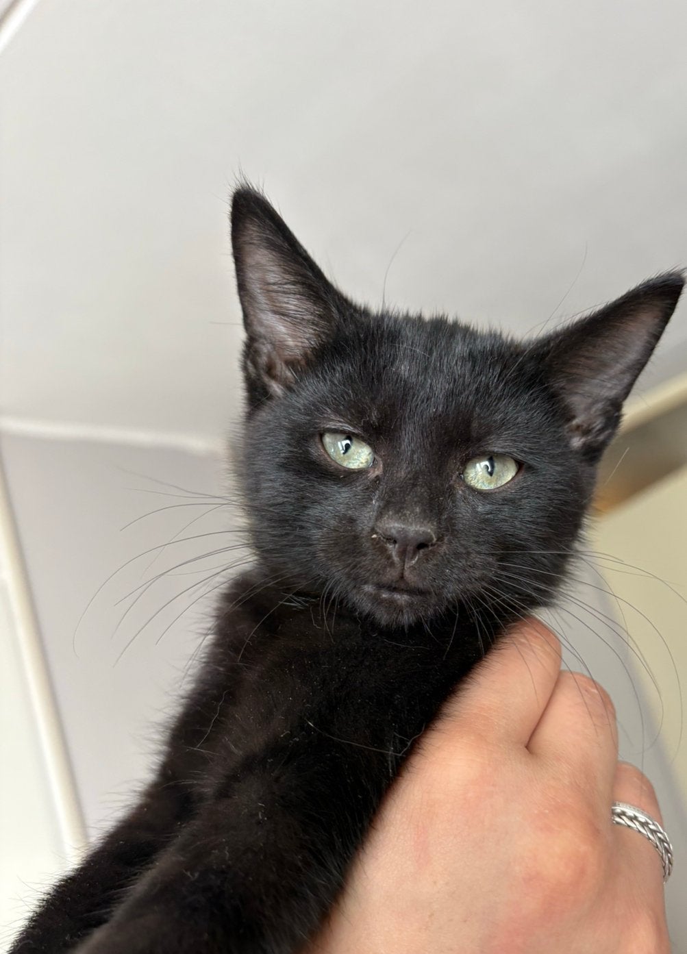Zwarte europeese korthaar kitten, Kater, Kortharig, 0 tot 2 jaar