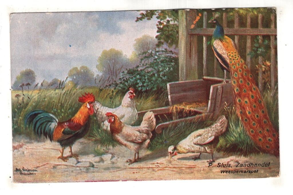 Sluis Zaadhandel  Pluimvee Weesperkarspel, Verzamelen, Verzenden, Voor 1920, Ongelopen, Overige thema's
