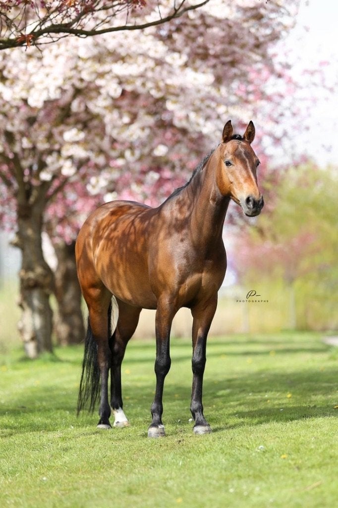 all-round pony, Springpony, L, 11 jaar of ouder, D pony (1.37m tot 1.48m)