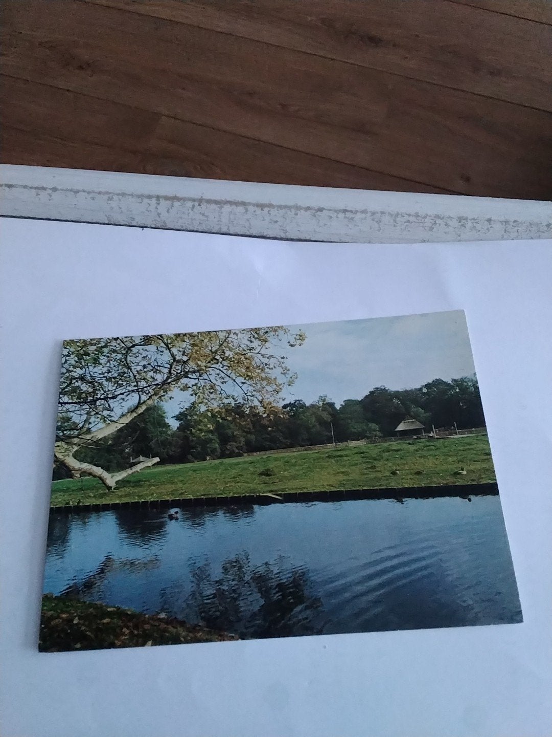 Oude Ansichtkaart Sassenheim Kinderboerderij Saksenhoeve, Ophalen of Verzenden