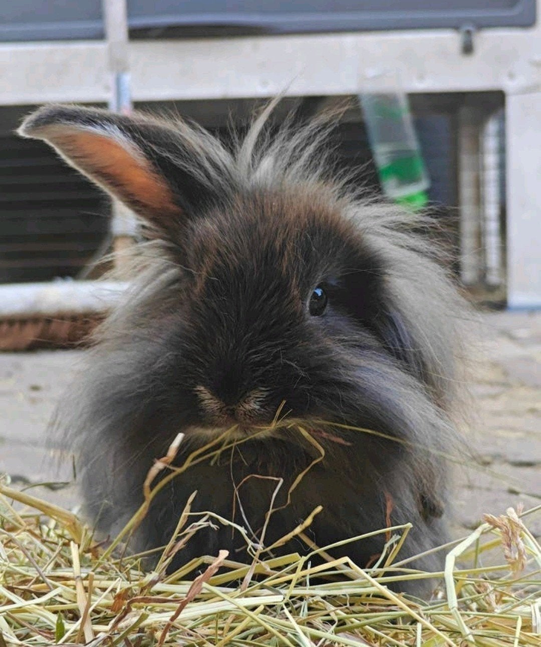 Teddy dwerg: 9 weken oud, Dieren en Toebehoren, Vrouwelijk, Hangoor