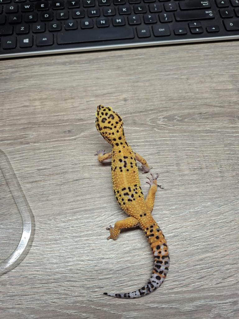 Klein mannetjes leupaard gekko!! Leopard Gecko - male for sale from Floris Morssinkhof