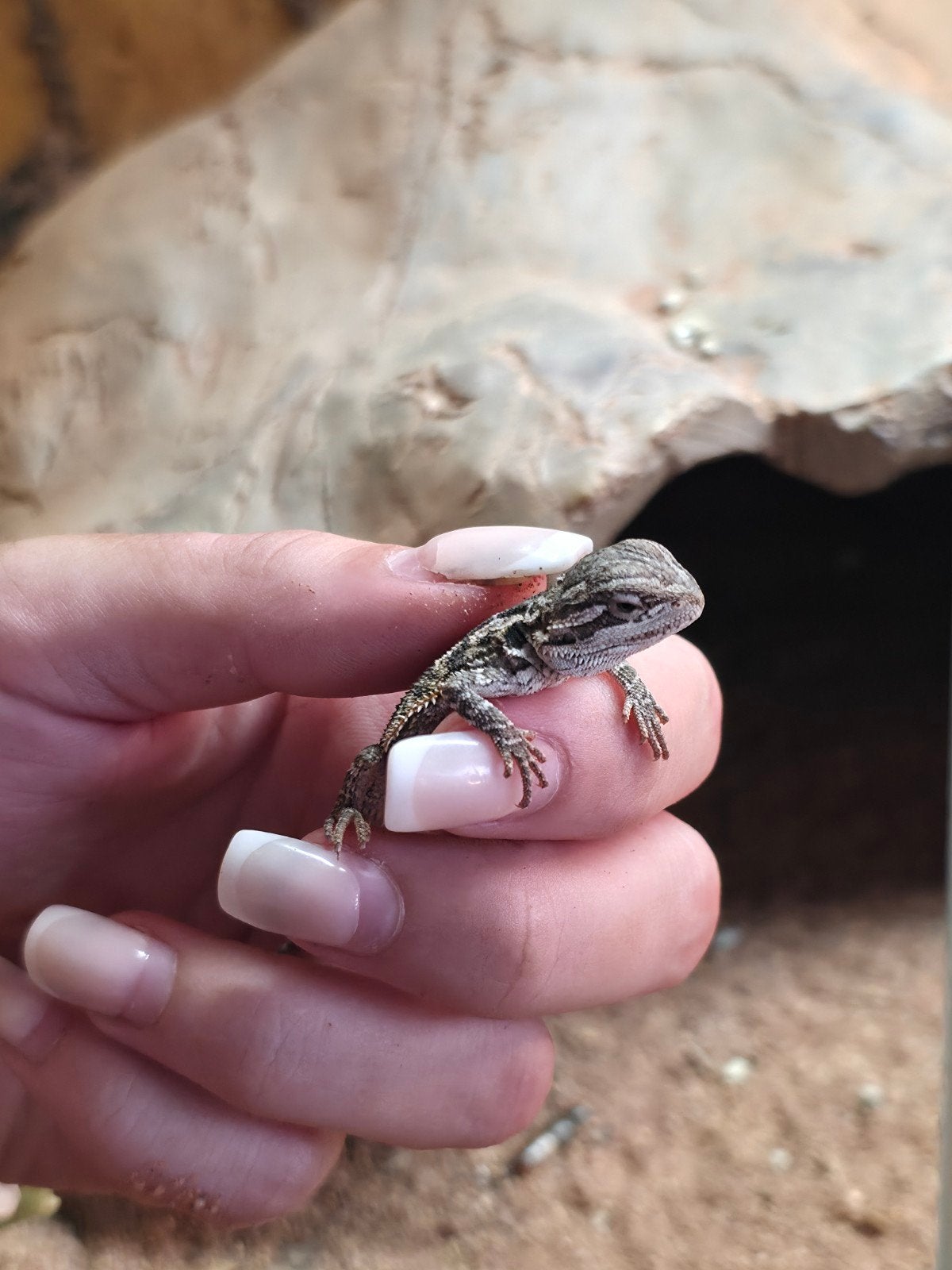 baardagaam jonkie.s te koop Bearded Dragon photo 5
