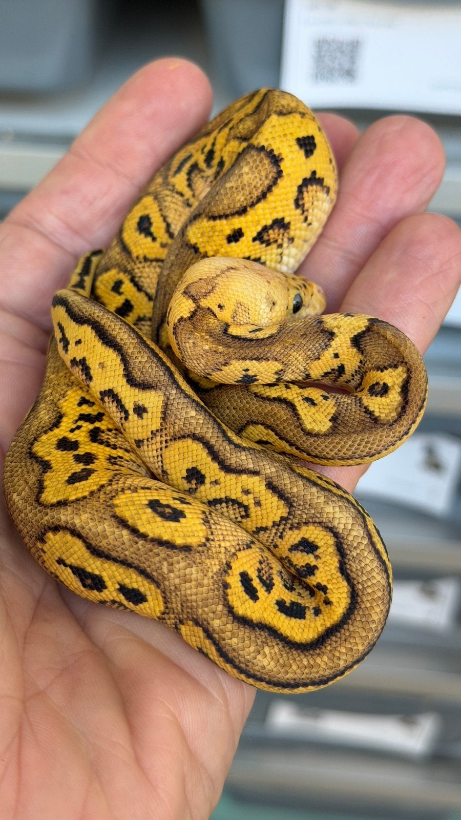 Pastel clowns nakweek 2026 mannen en vrouwen Ball Python Ball Python - female for sale from Morphisticated Ball Pythons